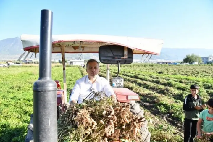 Başkan Çenet, Ceketini Çıkartıp Kolları Sıvadı, Traktöre Binip Yer Fıstığı Hasadı Yaptı
