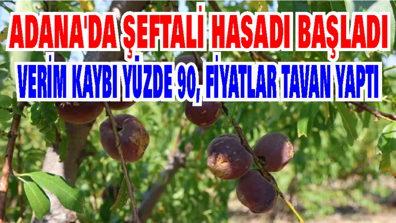Adana’da şeftali üreticisini don vurdu: Verim kaybı %90