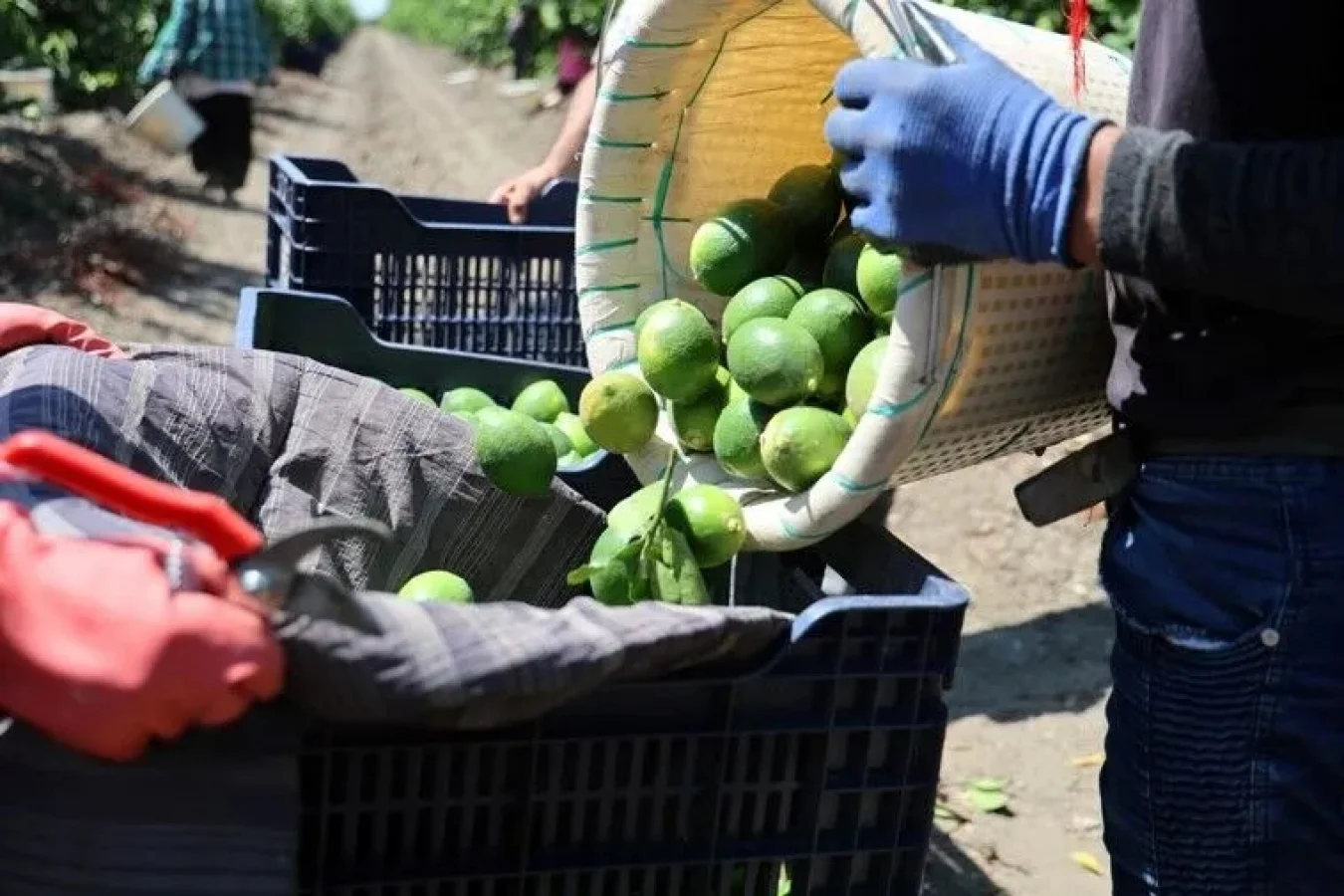 Adana’da Mayer Cinsi Limon Hasadı 