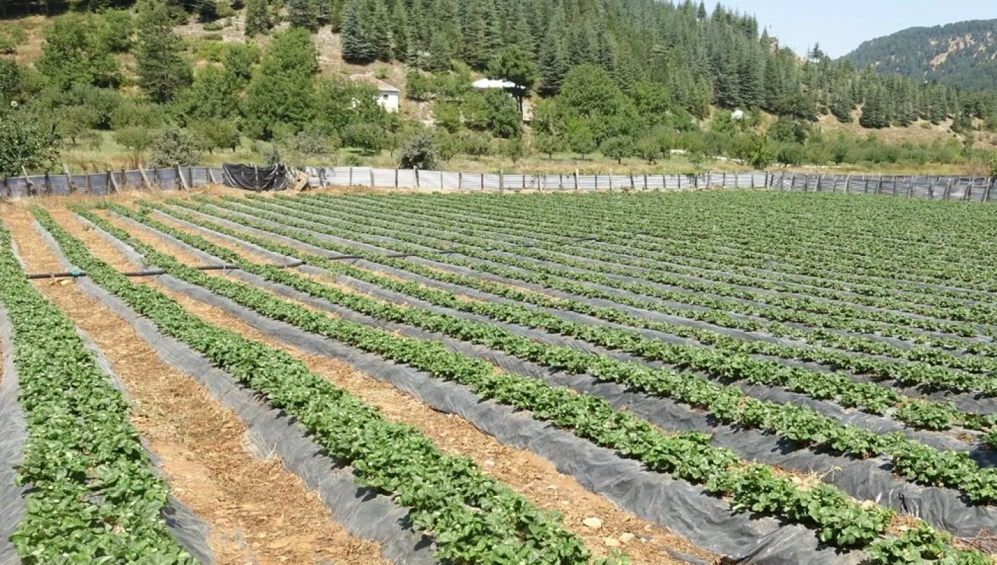 Deprem Bölgesinde çilek üreticiliği