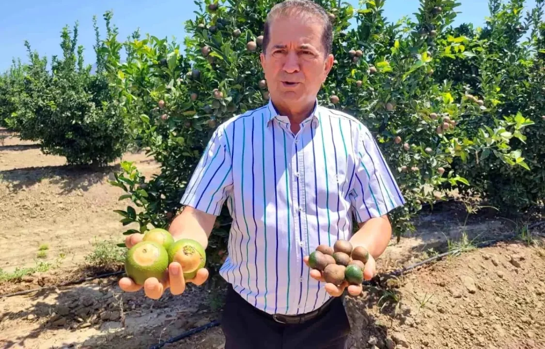 Sıcak Hava Narenciyeyi Vurdu: Limon 180 Liraya Kadar Çıktı