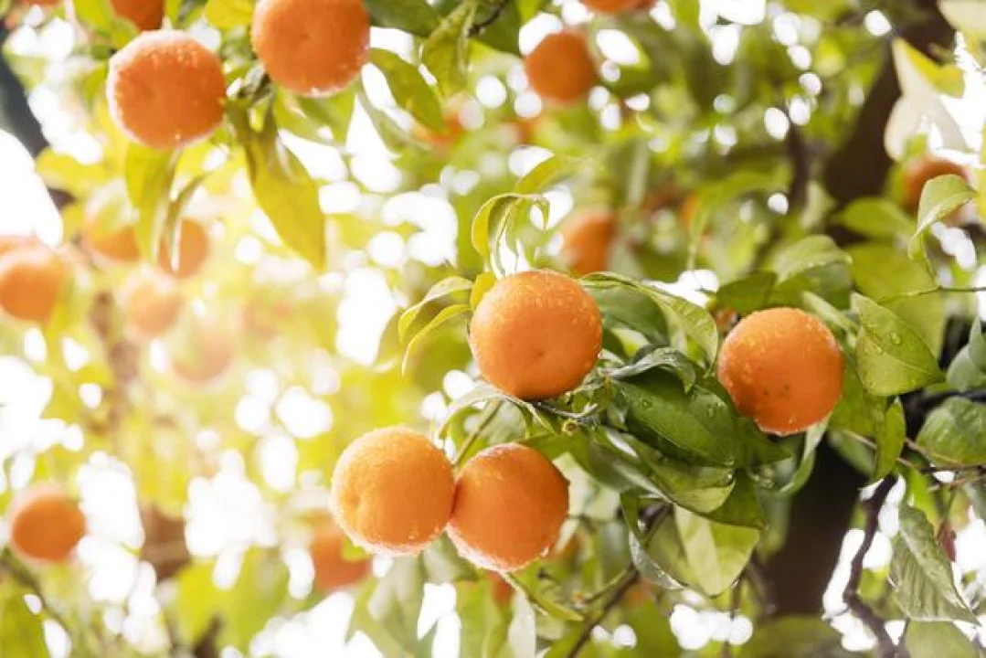 Adana’da Çiftçinin Yüzü Uzun Zaman Sonra Güldü