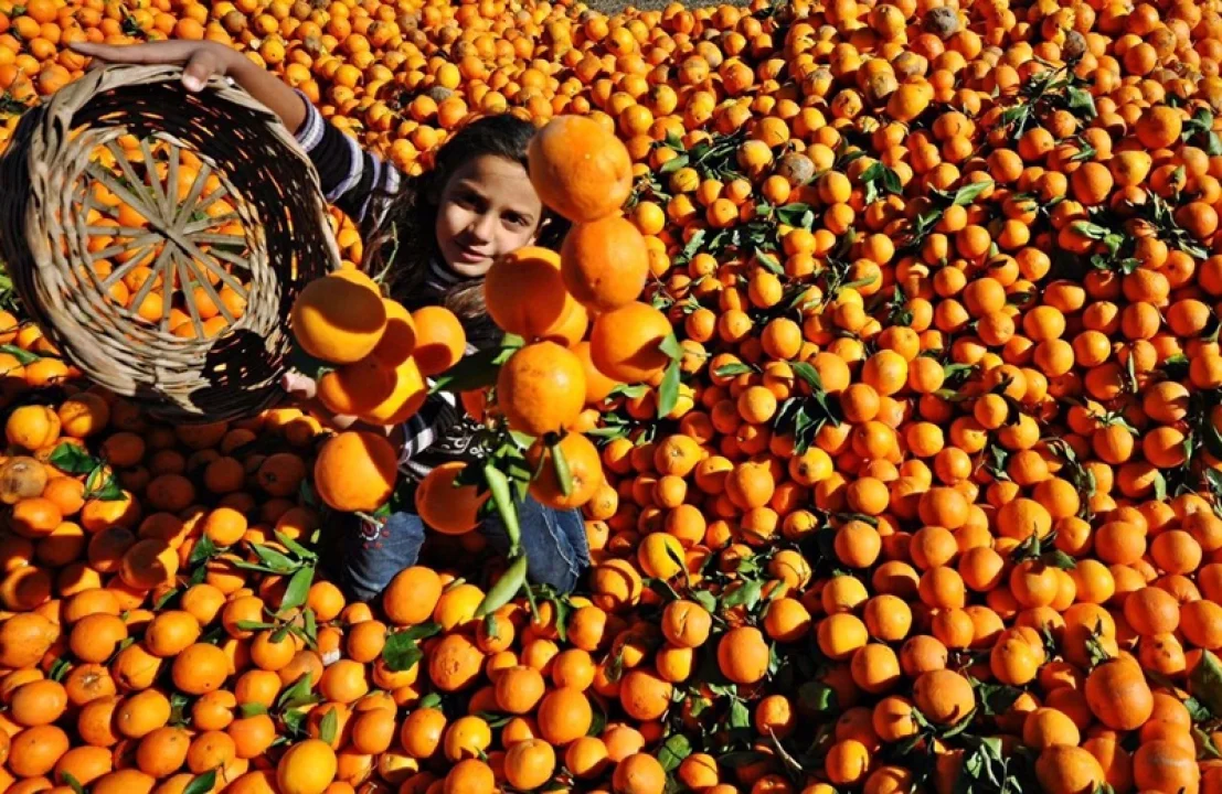 Tescilli Kozan Portakalında Hasat Zamanı: Bahçede Kilosu 10 TL