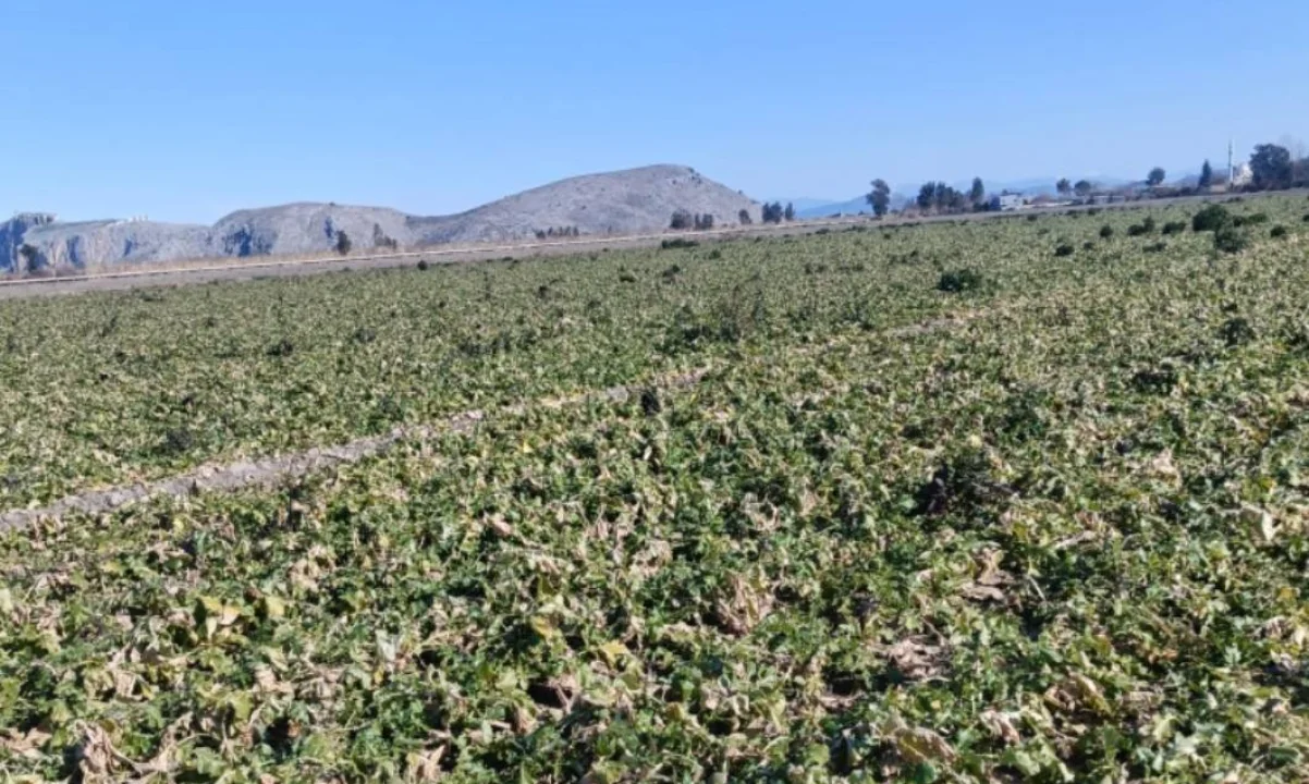 Çiftçi İsyanda: “Satamazsam Turpu Halka Dağıtacağım”