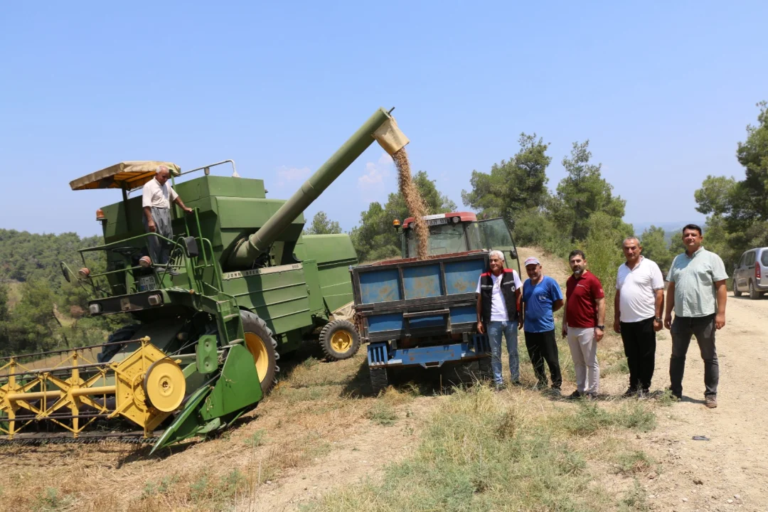 Adana Tarımında Yerli Tohum Zaferi: Sarıçam’da Dekara 360 Kilo Rekor Nohut Verimi!