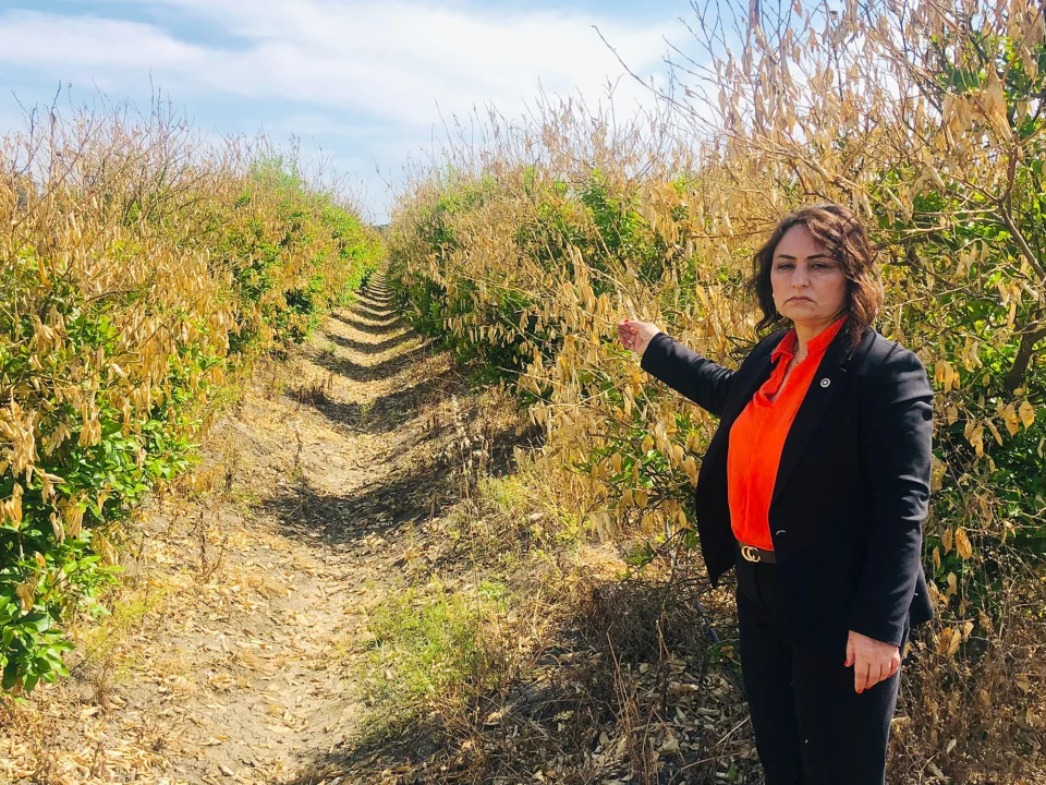 Çukurova Narenciyesine TBMM Kalkanı: Şevkin Sorunların Tüm Yönleriyle Araştırılmasını İstedi